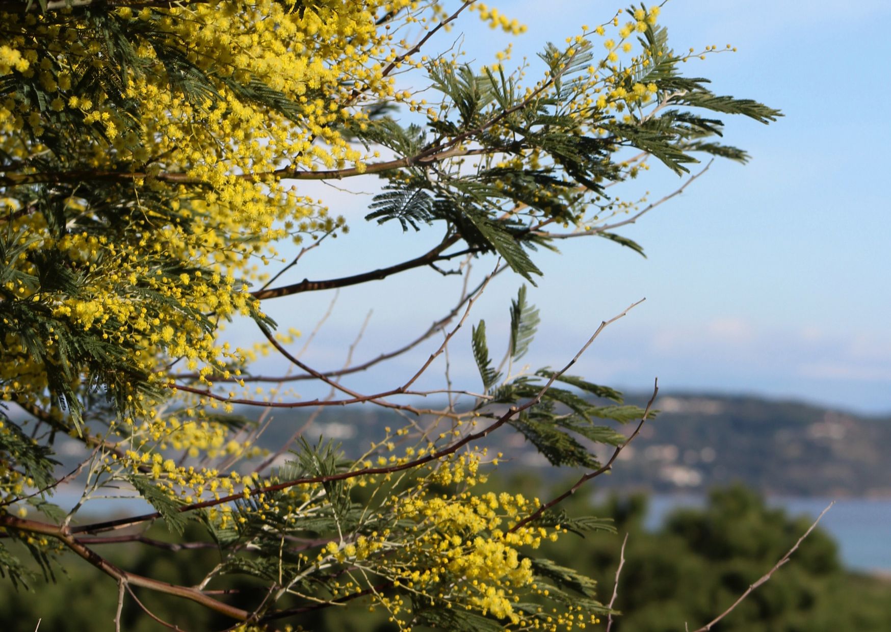 visite vignobles bormes les mimosas wine guide tasting