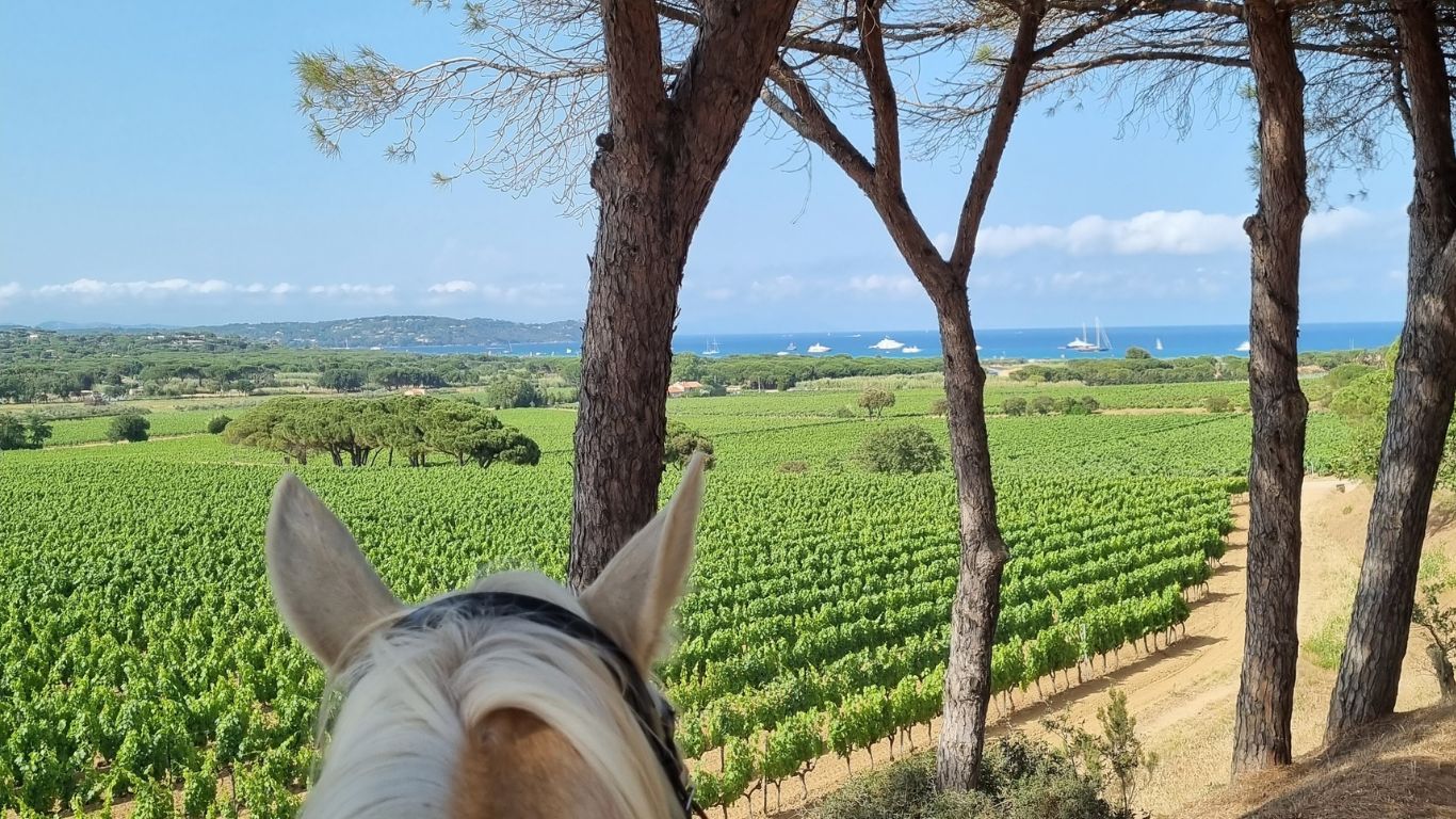 Expériences autour du vin, Golfe de Saint-Tropez