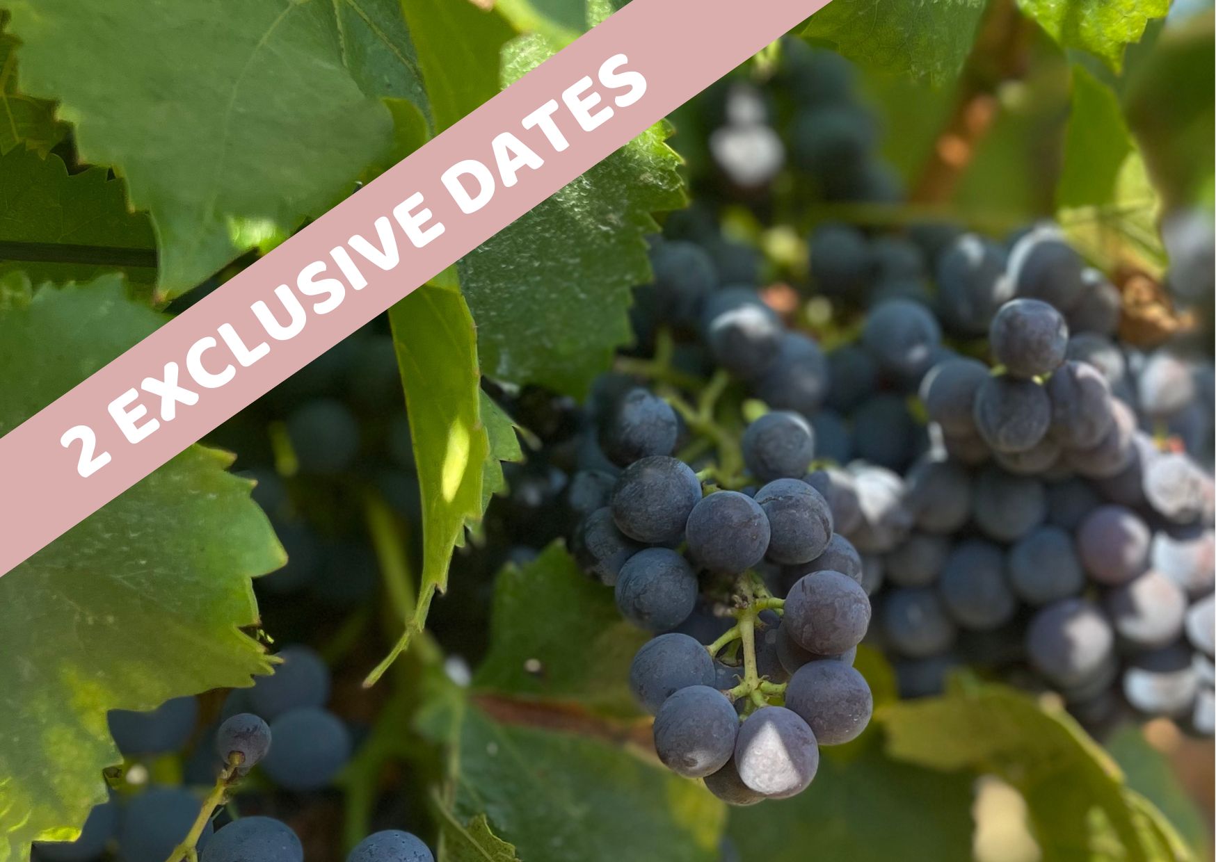 harvests experience saint tropez ramatuelle domaine des tournels