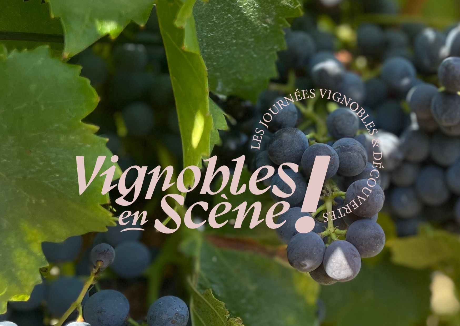 vignobles en scène ranch de la mène grimaud coeur du var tourisme abbaye du thoronet bergerie magnetto gassin