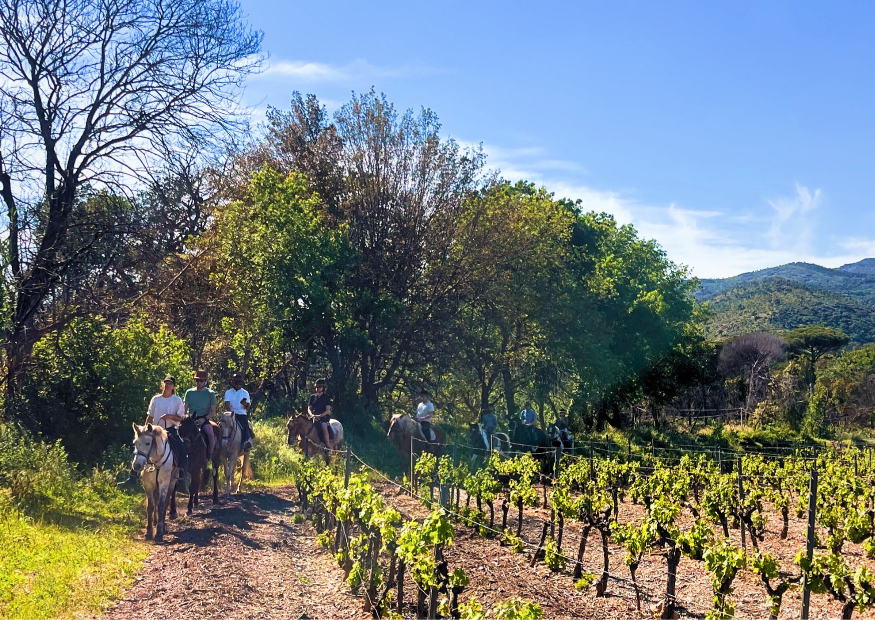 Balade à cheval et dégustation de vins