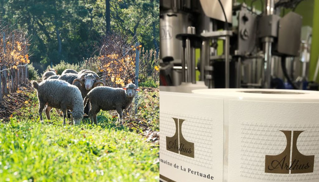 moutons, vendanges, vignes, domaine viticole, vigneron, métier, vigne, vins, rouge, blanc, rosé, région, Golfe de Saint-Tropez