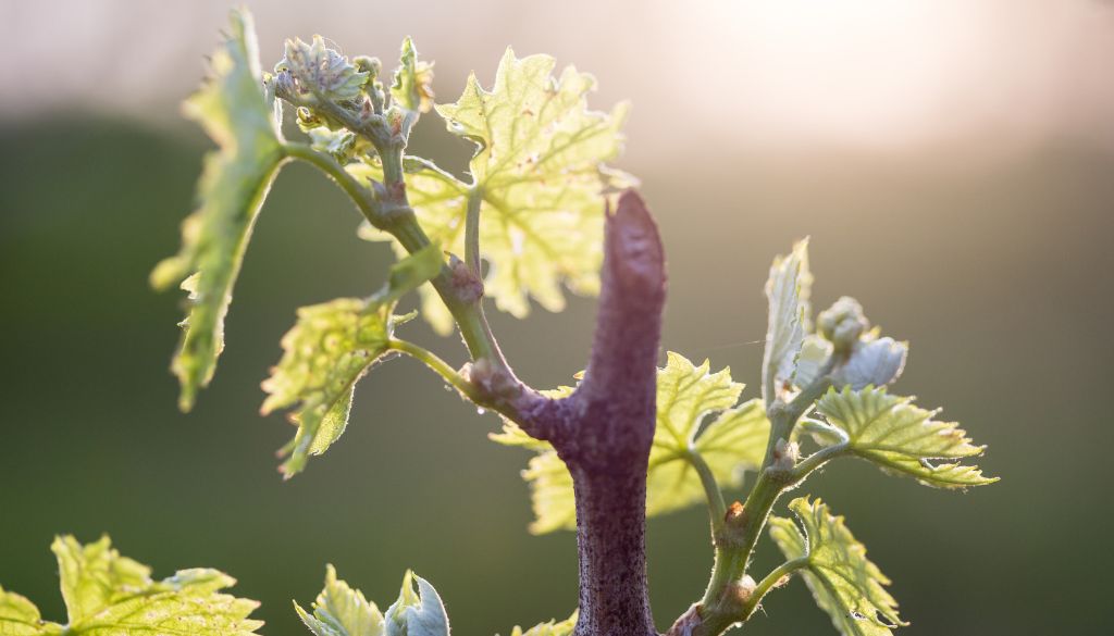 moutons, vendanges, vignes, domaine viticole, vigneron, métier, vigne, vins, rouge, blanc, rosé, région, Golfe de Saint-Tropez