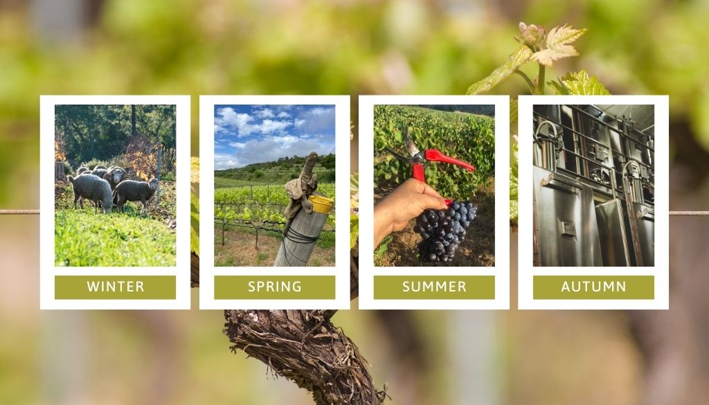 moutons, vendanges, vignes, domaine viticole, vigneron, métier, vigne, vins, rouge, blanc, rosé, région, Golfe de Saint-Tropez, saison, été, automne, hiver, printemps