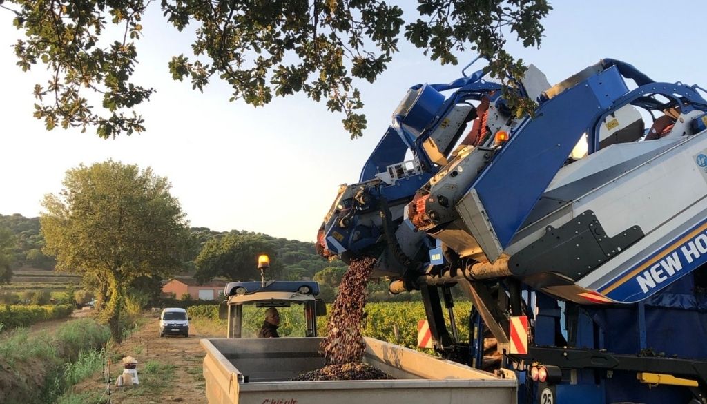 Vigneron, métier, vignes, terre, raisin, local, terroir, cours oenologiques, circuits oenotouristiques, vendanges, terroir, Golfe de Saint-Tropez, découverte, caves, caveau, travail, saisons