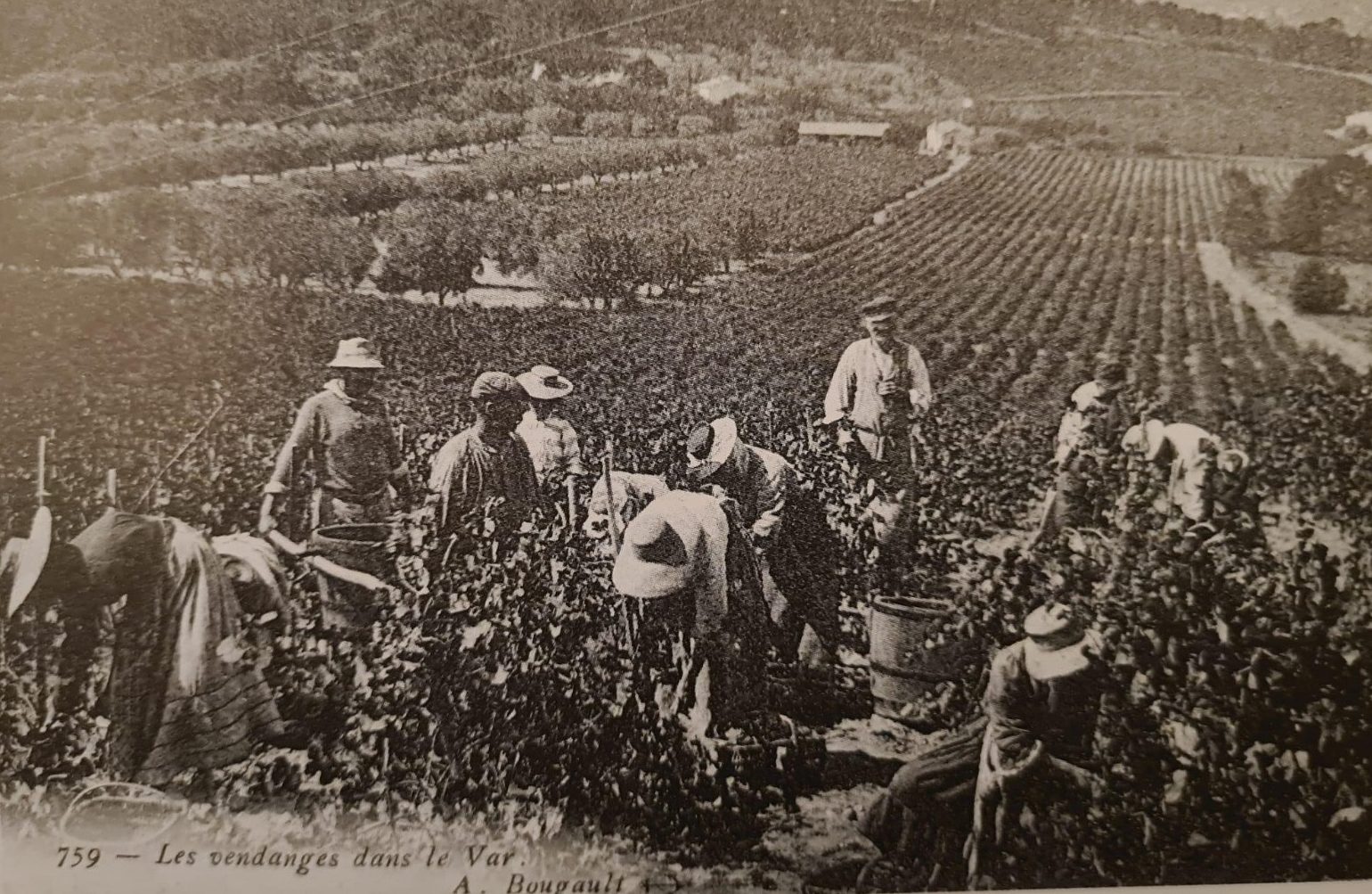 Vendanges, vins, vignes, vigneron, histoire, terroir, Golfe de Saint-Tropez, dégustations, romains, grecs, phocéens, Antiquité, culture