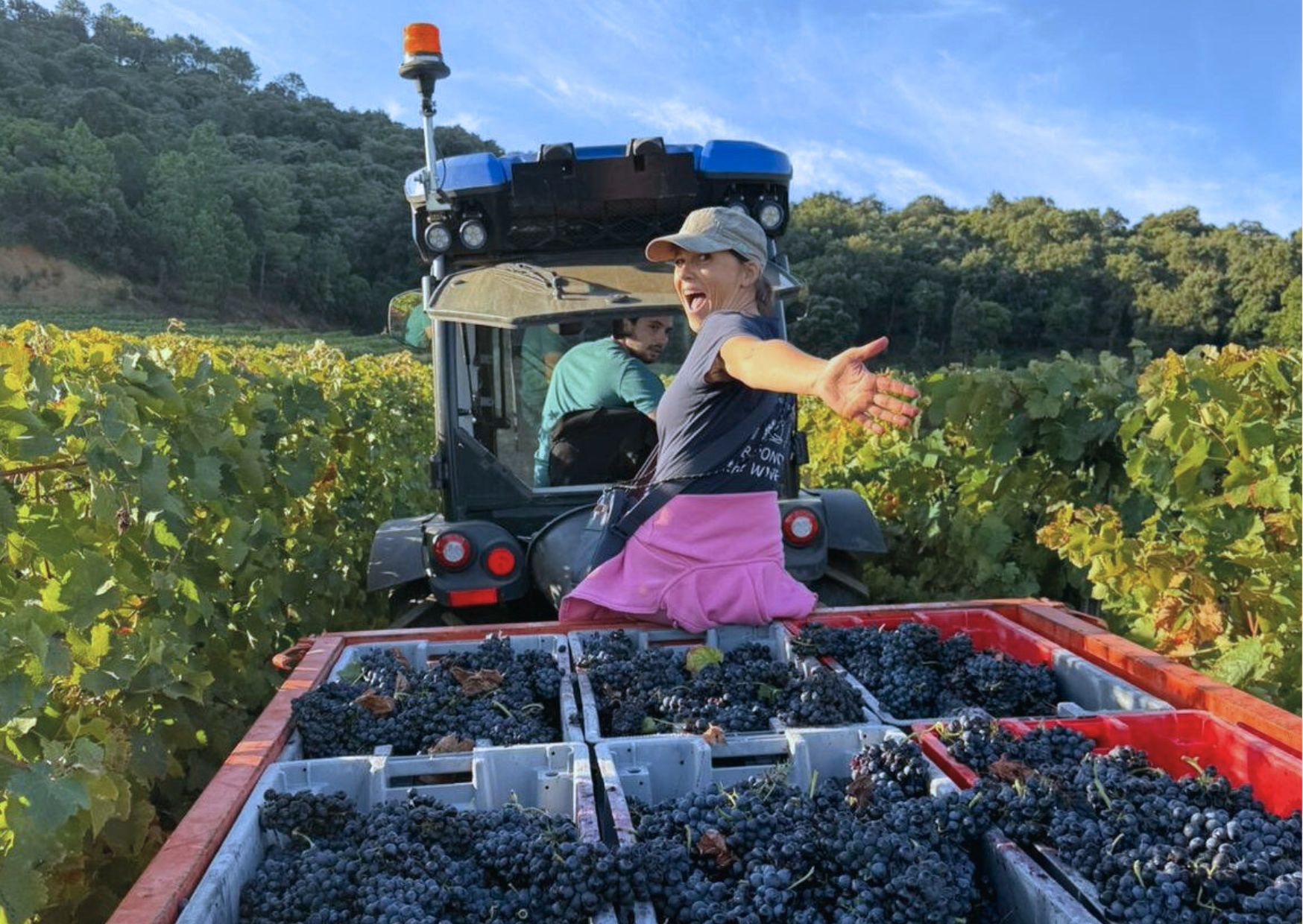 vendanges golfe de saint tropez beyond the wine guide oenologique