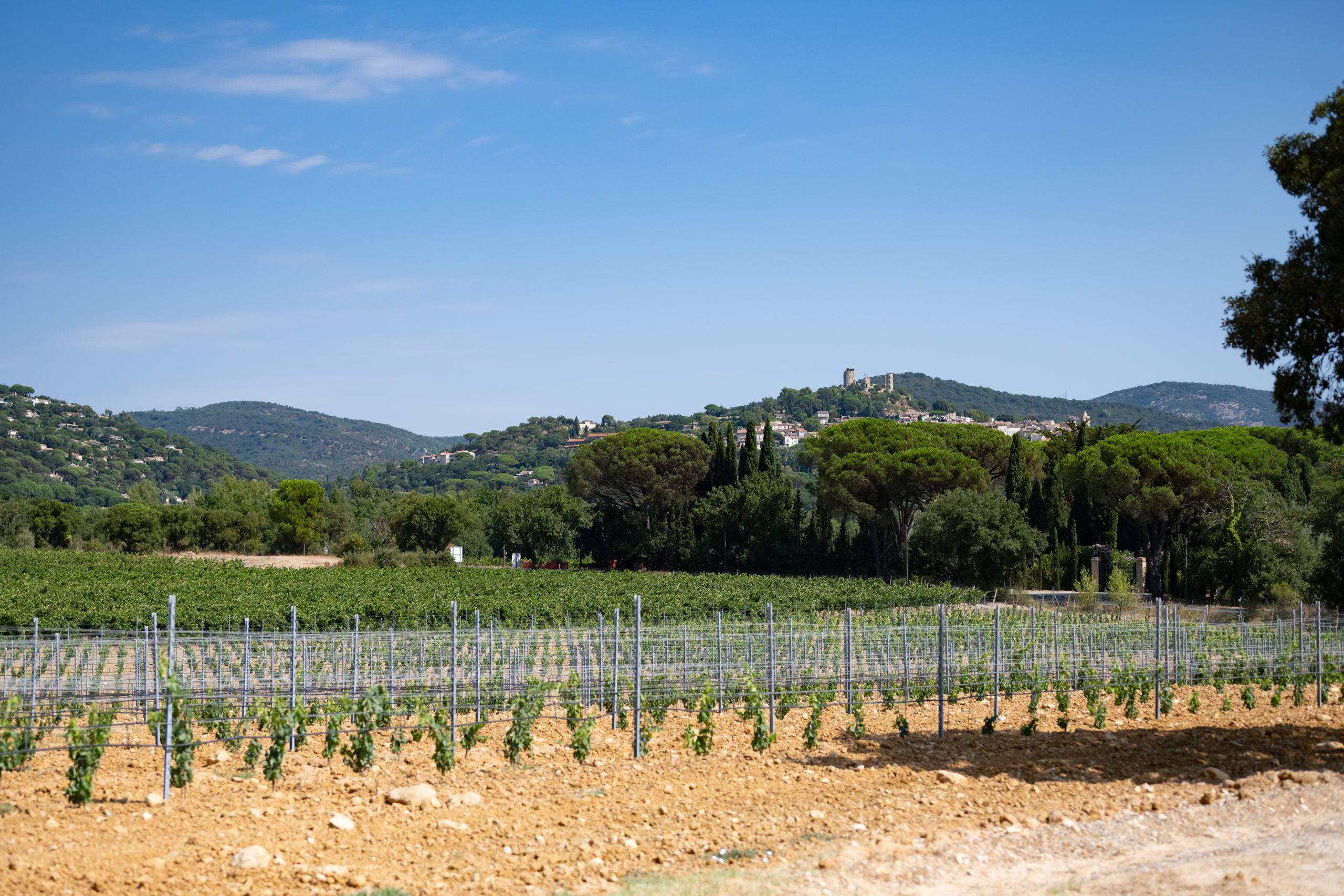 Paysage de vignes avec un ciel bleu